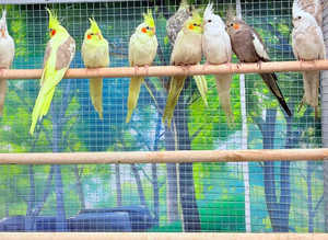 Cockatiels