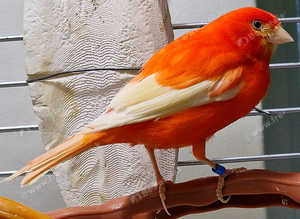Singer Red factor intensive male canary successful clutches