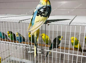 Beautiful colour Baby Budgies