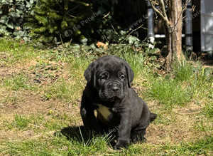 URGENT! Cane Corso Champion Purebred Puppies