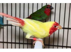 10 Breeding pairs of Red faced lutino parrot finches for sale. 140 pounds for a pair.