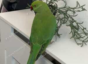 Stunning baby green Indian ringnick