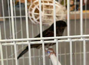 red/black  mosaic hen