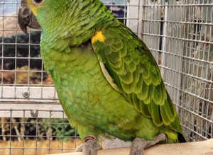 Baby Blue fronted Amazon Parrot