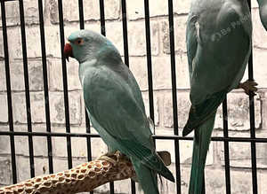 Stunning baby blue Indian ringnick parrot