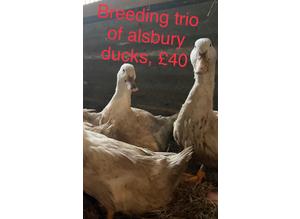Aylesbury ducks trio