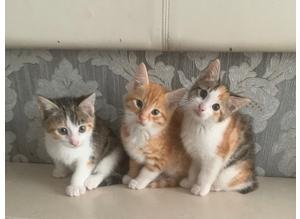 Female calico kittens