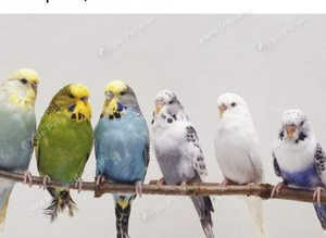 All types of Budgies Available