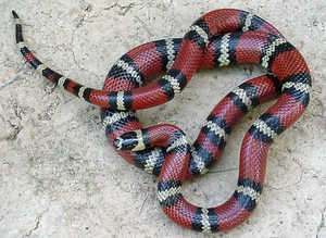 Tricolour Hognose at Birmingham Reptiles