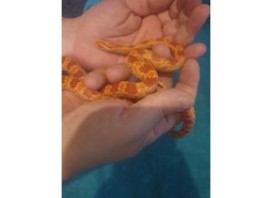 Baby corn snake with brand new faunarium