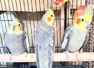 Stunning young cockatiels for sale
