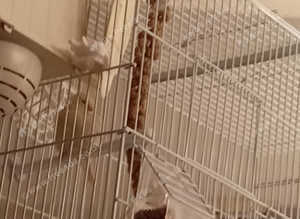 pair of canaries