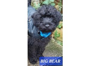 Stunning Schnoodle Puppies Available Now