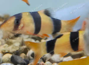 Clown loach 2inch