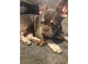 6 month old French bull dog