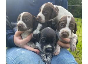 Pointer puppies for sale