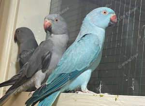 Stunning baby blue Indian ringnick parrot