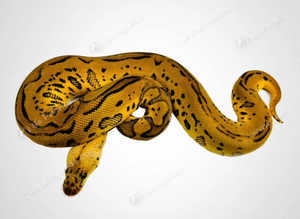 FEMALE PASTEL BATMAN BALL PYTHON (Clown Spotnose)