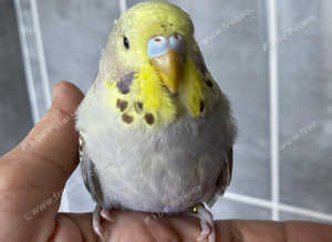 Budgie