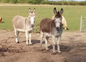 Pair of Donkeys, must go together