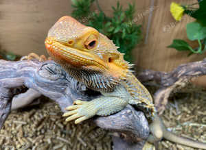 Adult Female Re-Home Bearded Dragon at Birmingham Reptiles
