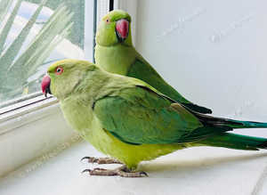 Beautiful young baby Indian ringnick