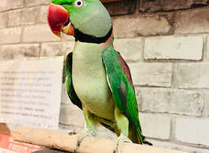 Stunning male alexandrine parrot Hundred percent feathers