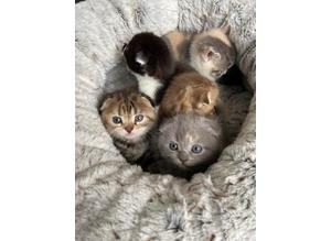 5 Mixed Breed Kittens for sale