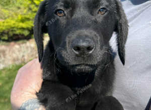Fully Vaccinated - 1 KC Registered Labrador Retriever Puppy