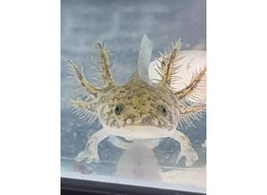 Axolotl Wild Type for sale