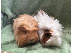 Bonded Male Guinea Pigs for sale