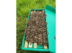 5 or 6 frame honey bee buckfast over winternuc