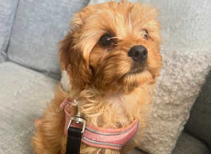 Cavapoo Puppy