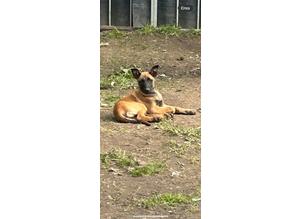 Belgian Malinois Kc registered,ready for new home
