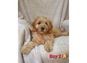 FULLY Vaccinated Cavapoo puppies - READY NOW!