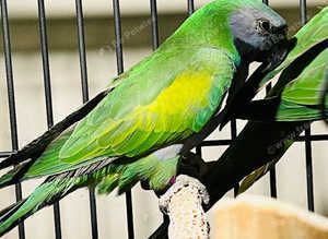 Stunning baby derbyan parrot