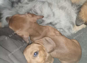 REDUCED! KC registered show quality shaded red miniature dachshund pups