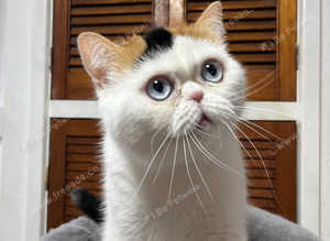 Rare blue eyes in this colour calico girl