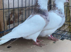 IRANIAN TOGHI PIGEONS