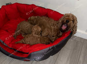 All puppies now sold