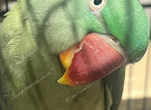 Stunning baby alexandrine parrot