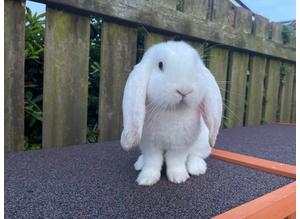 Amazing French lop available