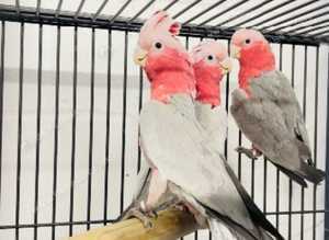 Stunning baby Galah parrot for sale