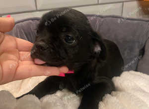 Shih tzu x pug x chihuahua puppies