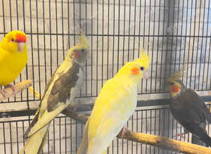 Beautiful young birds for sale
