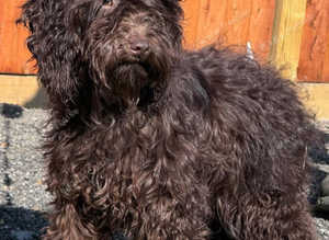 Sally 8 month old  F1 cockerpoo girl