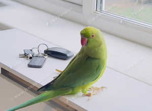 Beautiful young Indian ringnick parrot