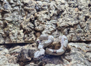 True Red Tail Boa at Birmingham Reptiles