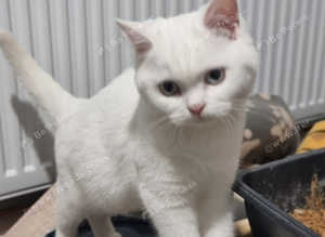 British Shorthair Kittens