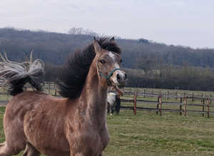 Arabian Yearling Colt